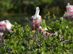 Florida_2007-2008-040